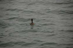 Ordek_02