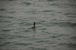 Ordek_03