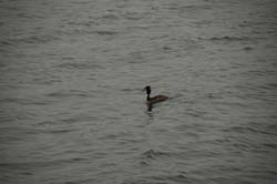 Ordek_04