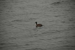 Ordek_05