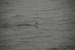 Ordek_06