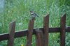 DSC_2944