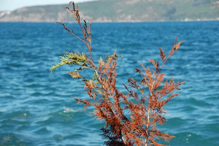 Rumeli  Kavagi21