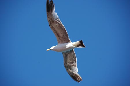 Rumeli  Kavagi27
